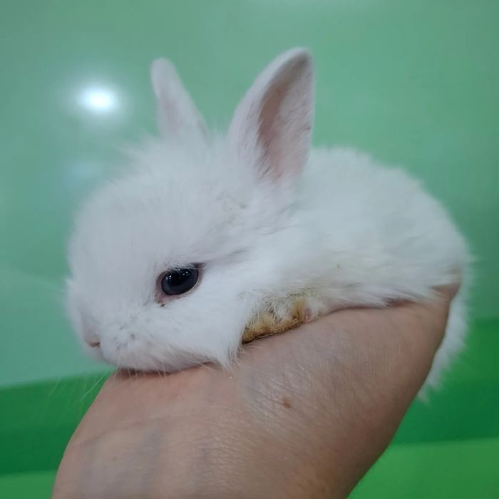 Поступление карликовых кроликов