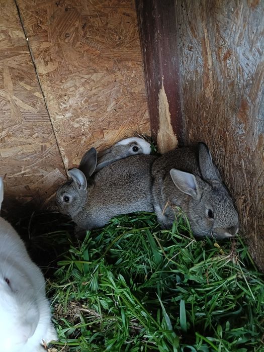 Iepuri de vanzare vârstă 8 săptămâni