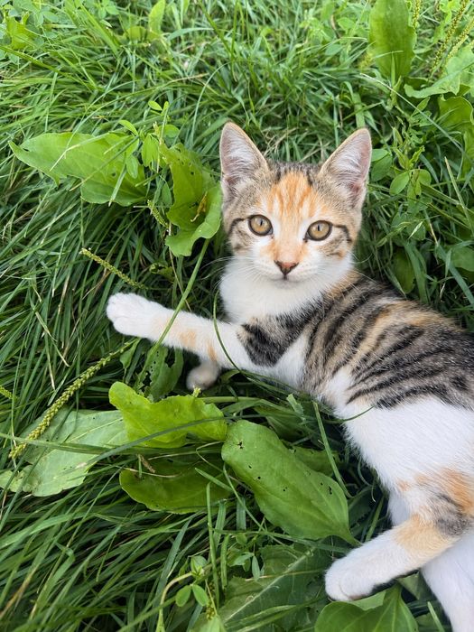 Отдам котят а хорошие руки
