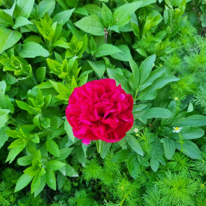 Эксклюзивные букеты(Eksklyuziv buketlar)