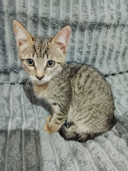 Отдам котят в добрые руки!