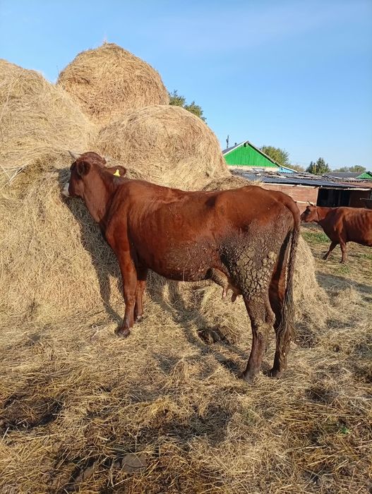 2 Коровы 3 первотелки продам