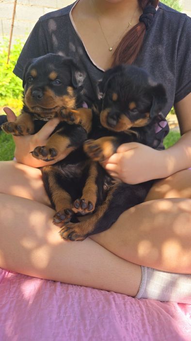 Ротвейлер. Щенки ротвейлера.