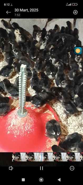 Andijon qora tovuq joʻjalari va 10dona brama