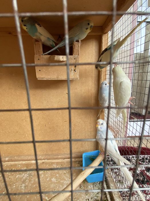 Optom narxda volnistiy papugaylar