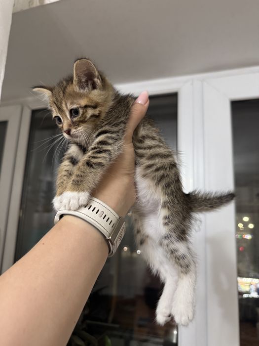 Котята 2 месяца. Домашние