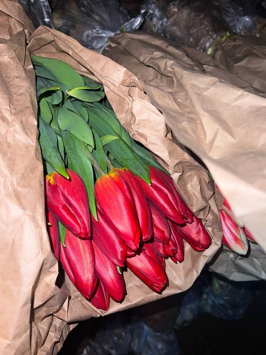 Тюлпаны Алматы опт розница