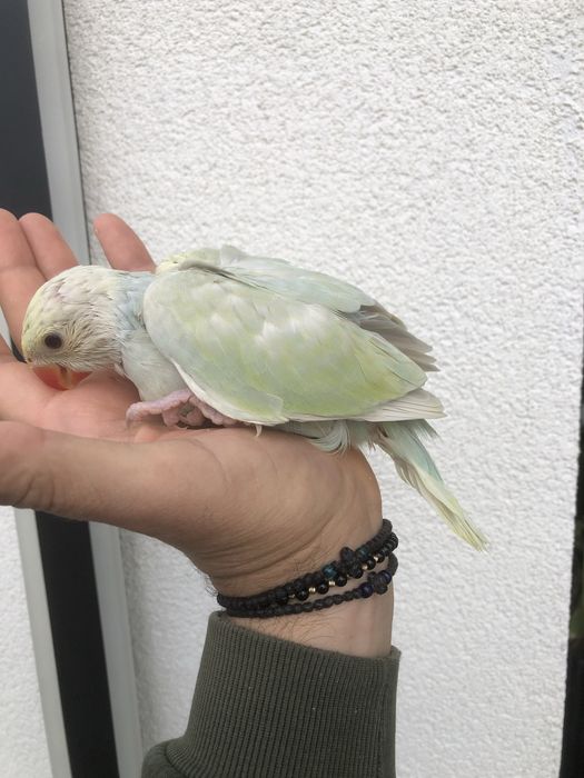 Puiuti papagali micul alexander alexandru