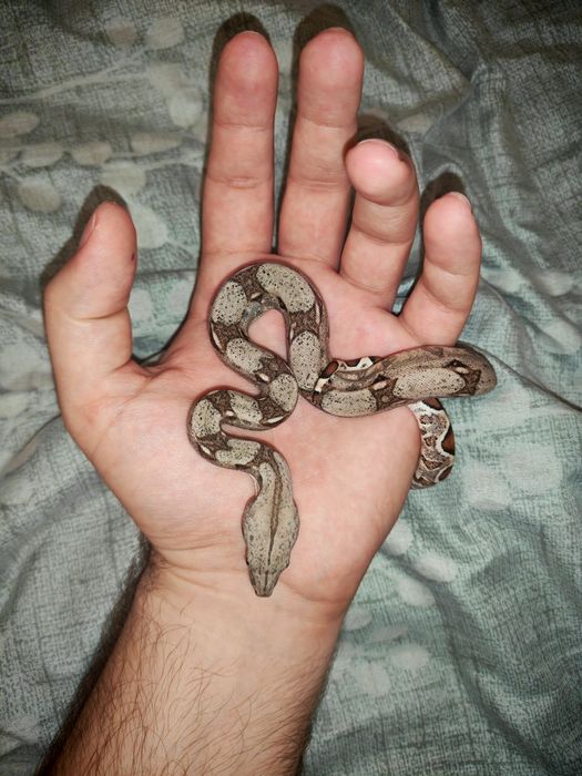 Императорский удав