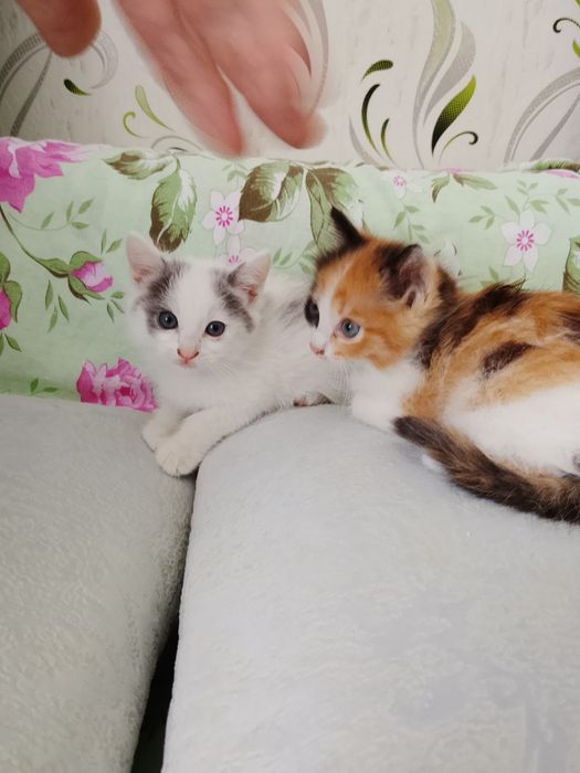4 котёнка, отдадим  в добрые руки.