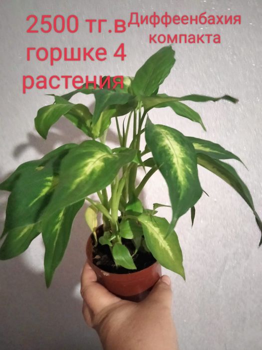 Диффеенбахия компакта; Анториум Red, анториум Pink
