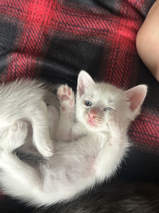 Котята в добрые руки!