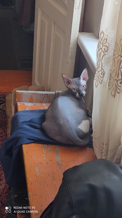 Вязка кот сфинкс