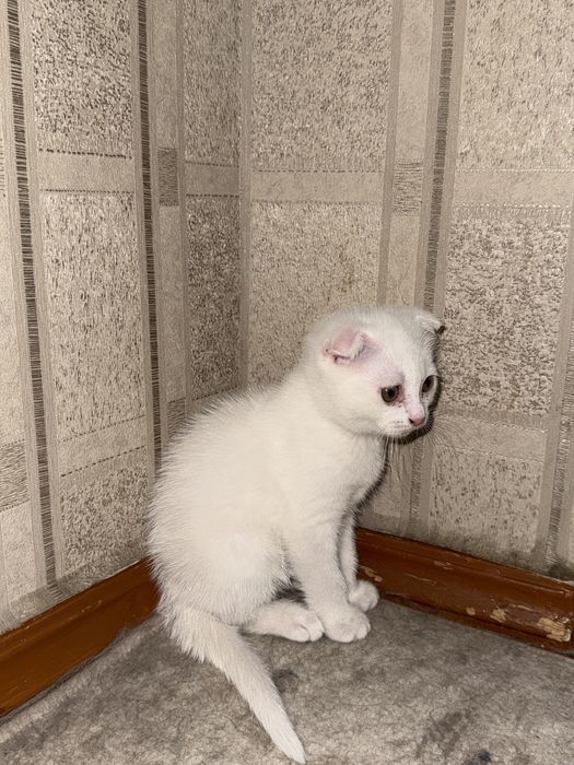 Scottish fold o’gil bola 2 oylik
