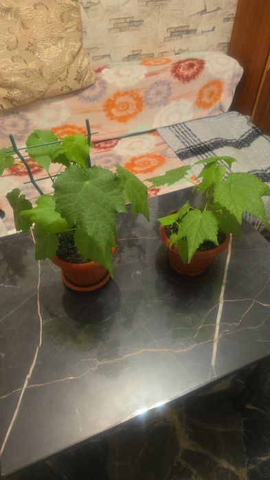 Продам комнатные цветы