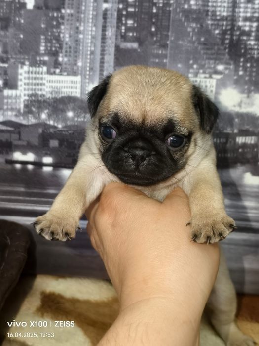 Очаровательные щенки мопса.