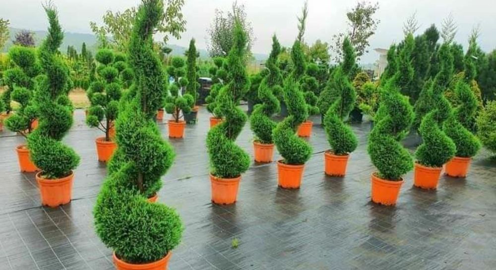 Plante ornamentale / Gard viu garantat Leylandii, smarald, columnaris