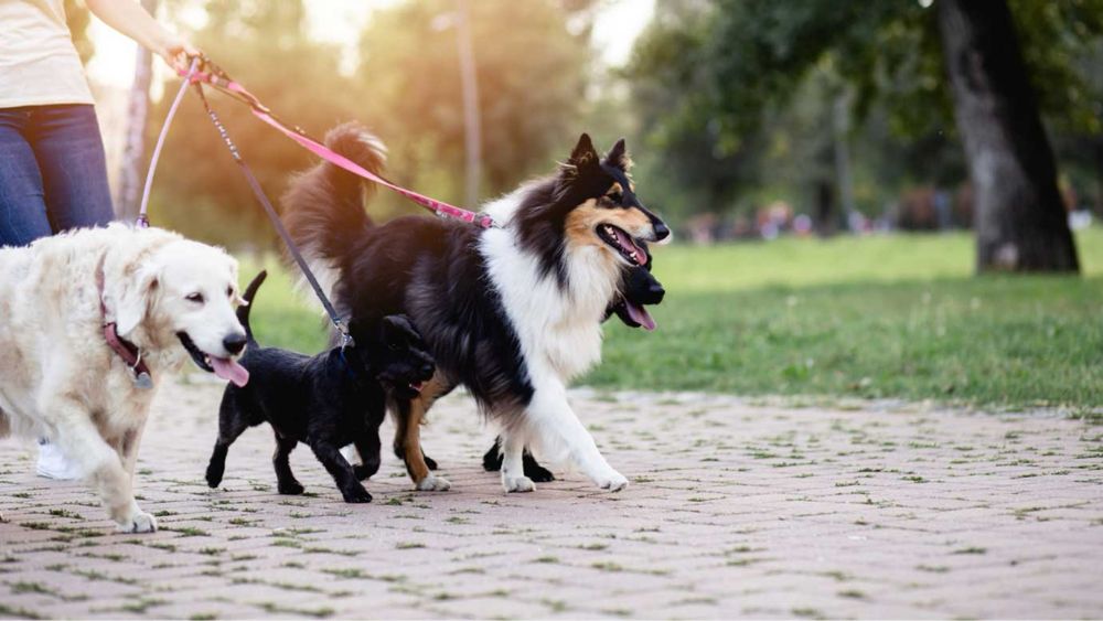 Plimbat caini/pet sitting Brasov