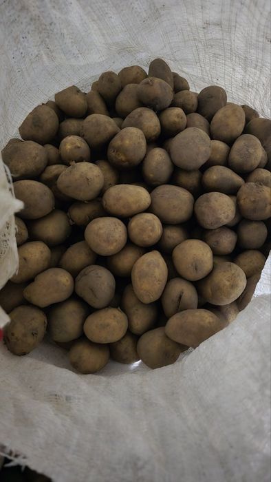 Продавам семена от Сърница Карелия, Сорая и Камелия