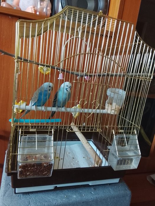 Продам попугаев мальчик и девочка