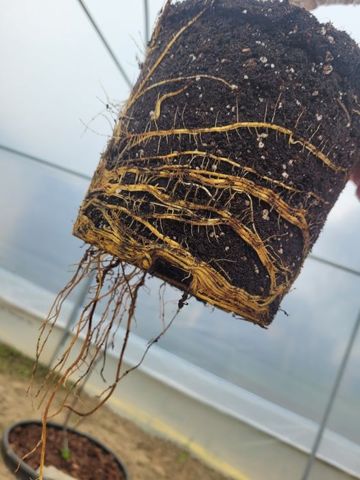 Smochin Verde de munte