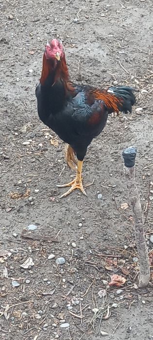 Хурозлар сотилади