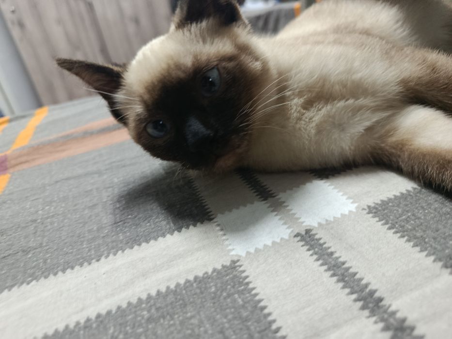 Продается Сиамские котенок. ,Siam mushukcha sotiladi