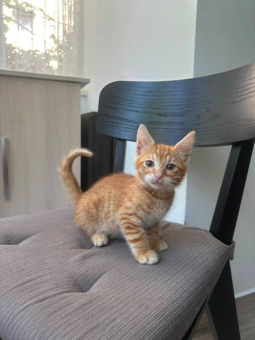 Pisoi mici, cauta URGENT o familie