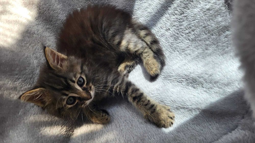 Adoptie pisicuta fetita pufoasa 3 luni-metis Norvegian