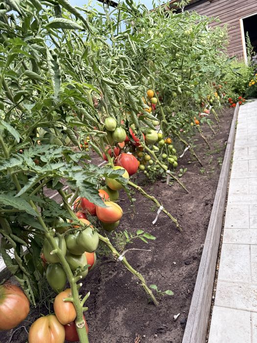 Продам помидоры домашние!