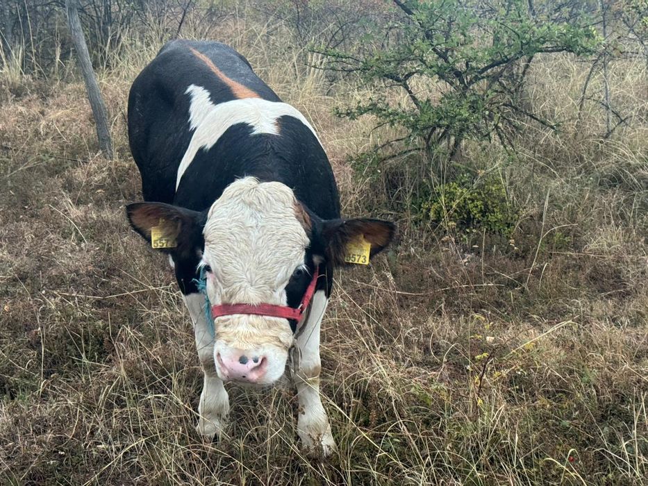 Vând vitel bălțat românesc