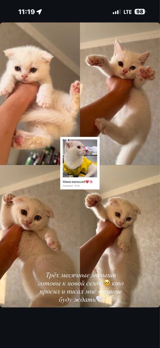Продаю котята в добри руки