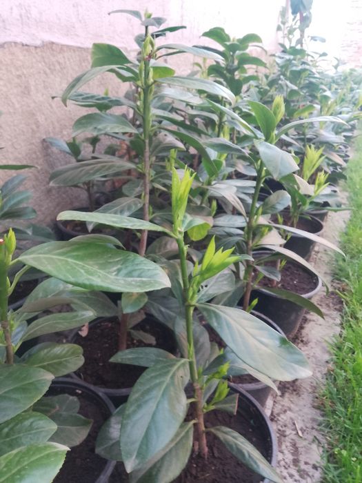 Лавровишна Новита и други вечнозелени за жив плет.