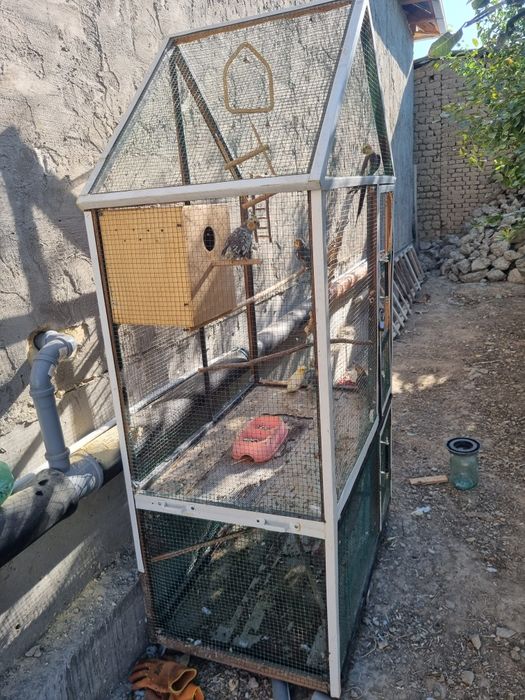 Qushlar sotiladi 1 para qolganlari bollari sog'lom qushlar srochna 975
