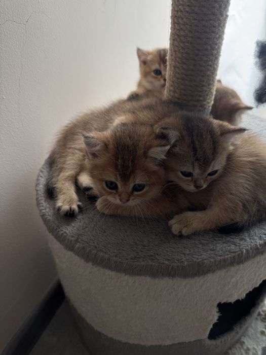 Продается Котята