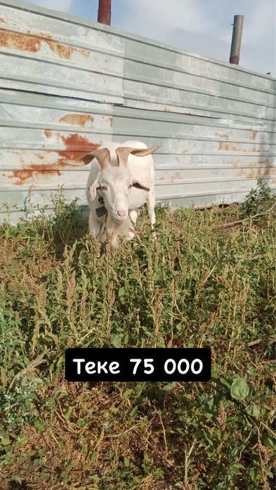 Ешкілер сатылады