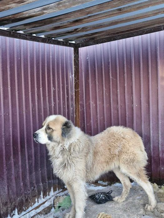 Отдам хорошие руки Алабай мальчик