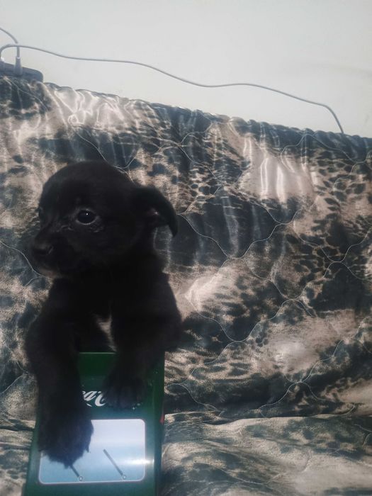 Свободни чухопинчери