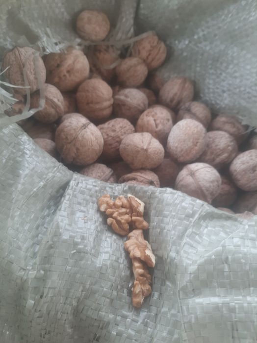 Жаңғақ,  орех - урожай 2025