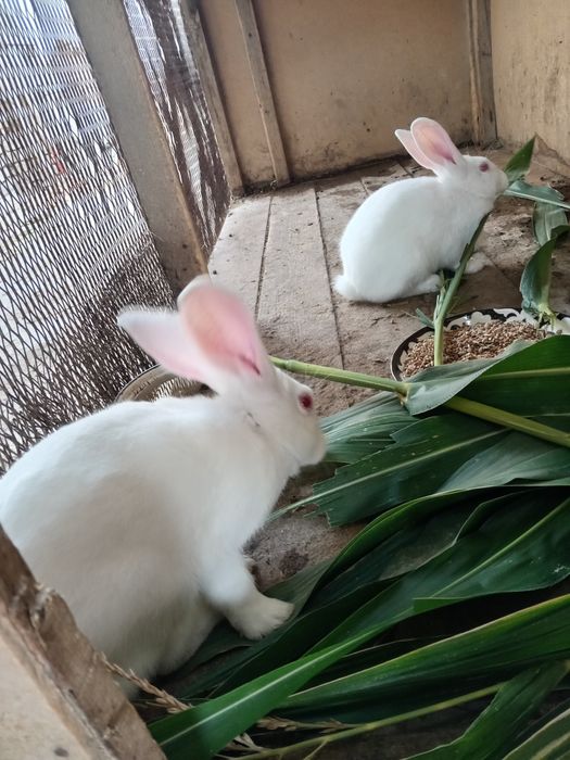 Quyonlar sotiladi srochniy