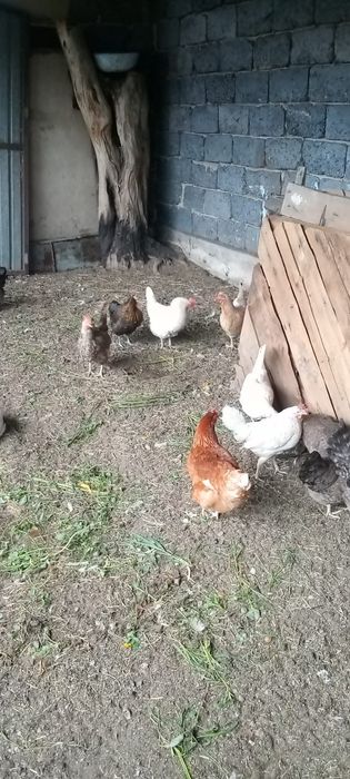 Продам домашних куриц молодки