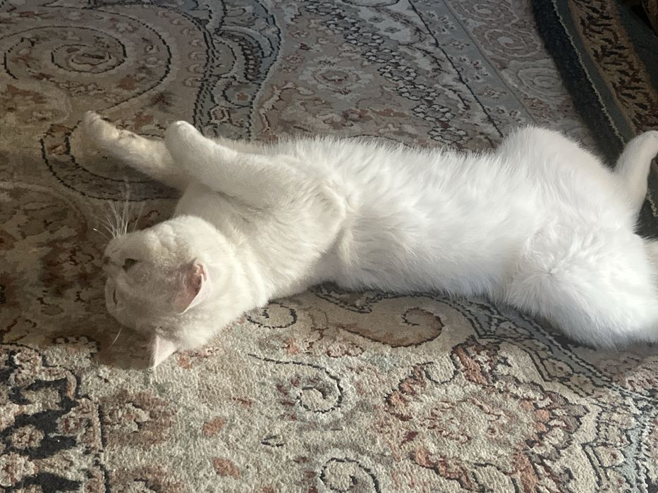 Кот британский прямоухи