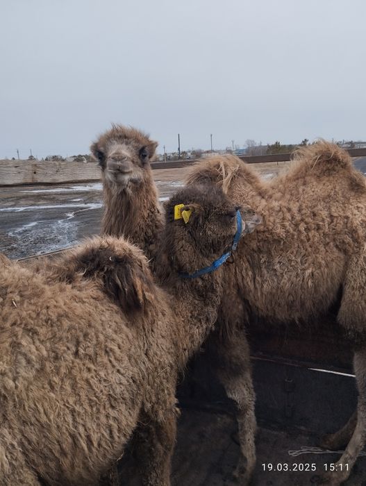 грузоперевозки скотовоз