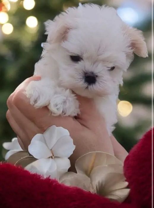 Bichon își caută căsuța