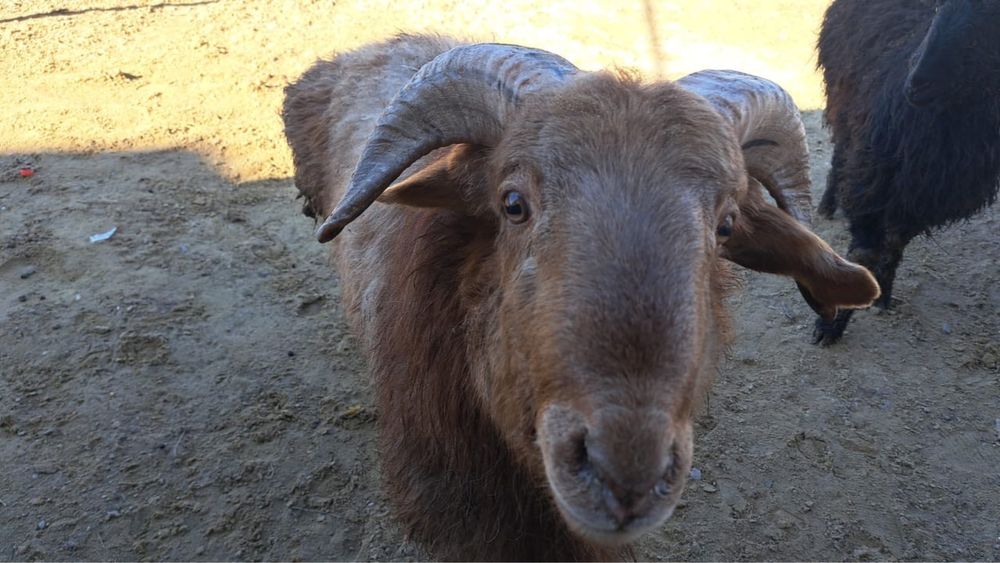 Продаю боранов на кошкар