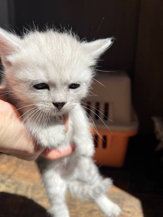 Катята Britaniakiy seribristiy shinshilla