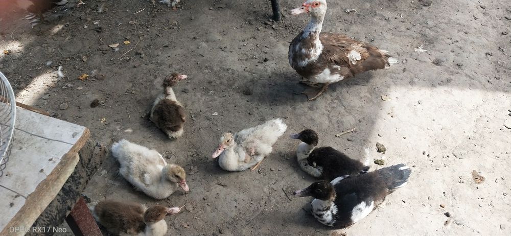 Срочно. Продам. Индаутка