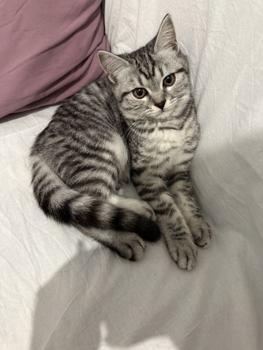 Продам котенка не кастрирован