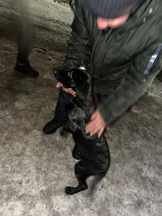 Пёсик мальчик 5-6 месяцев