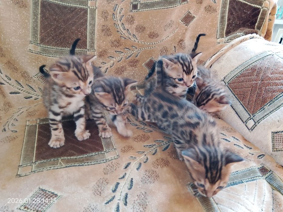 Бронь бенгальских котят